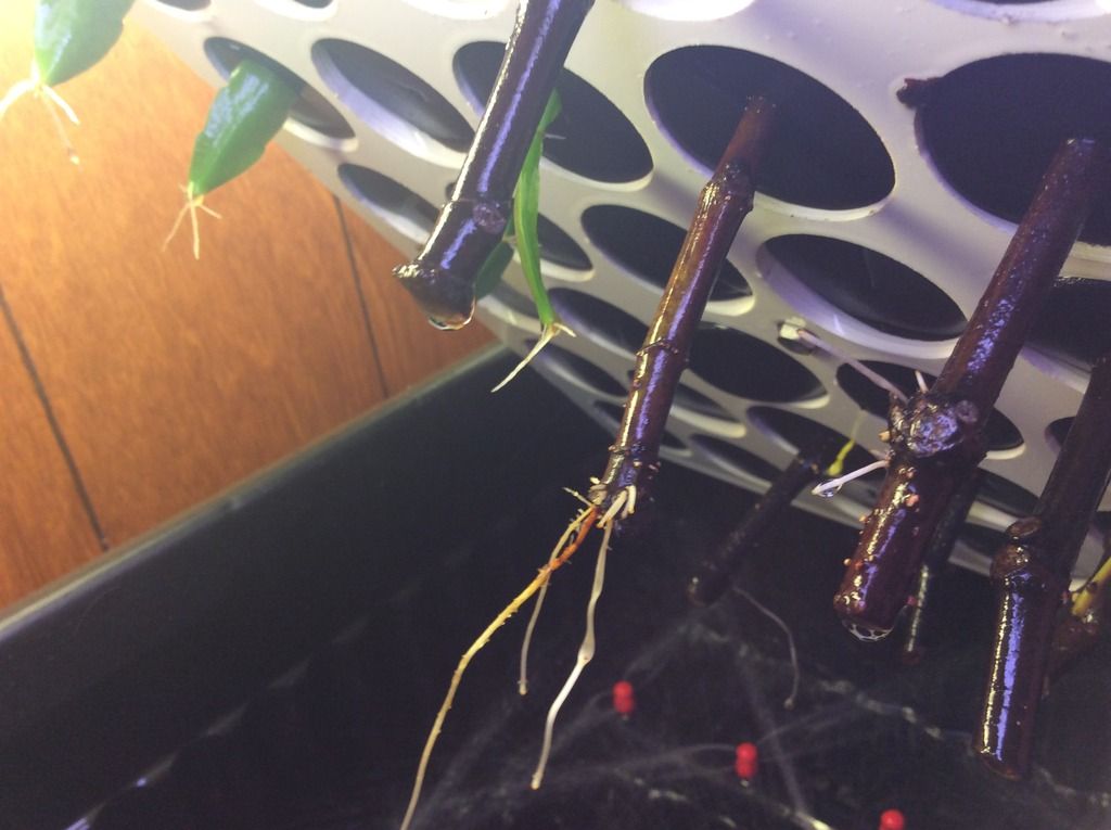 photo IMG_0980_zpscsstnz0q.jpg