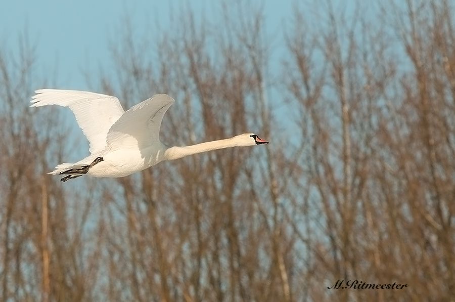 Fotografie