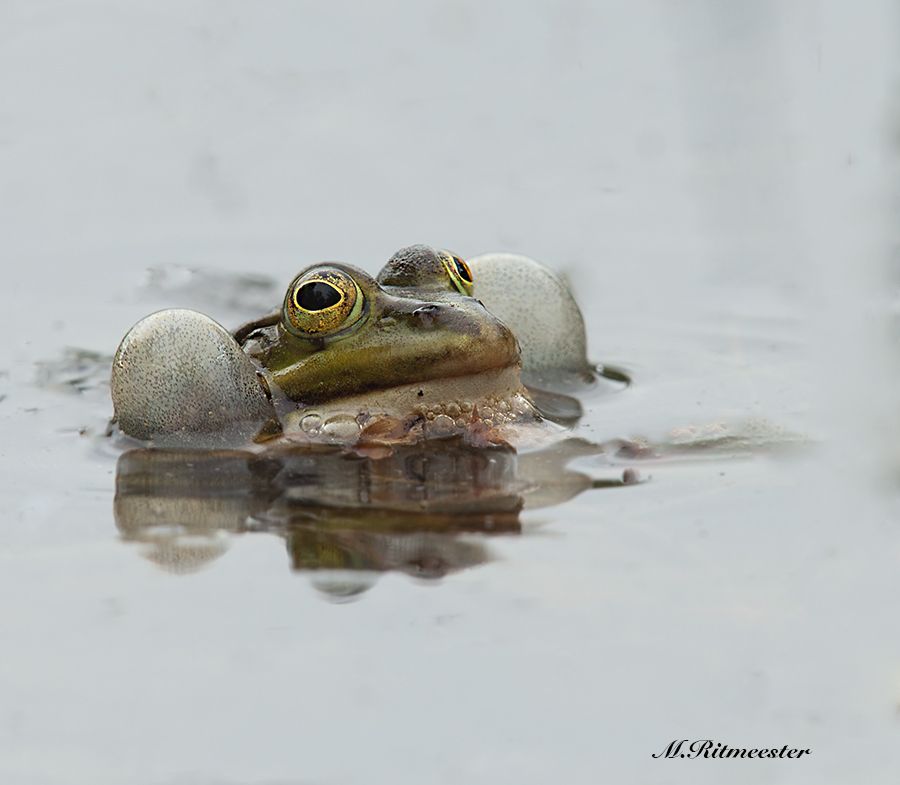 Fotografie