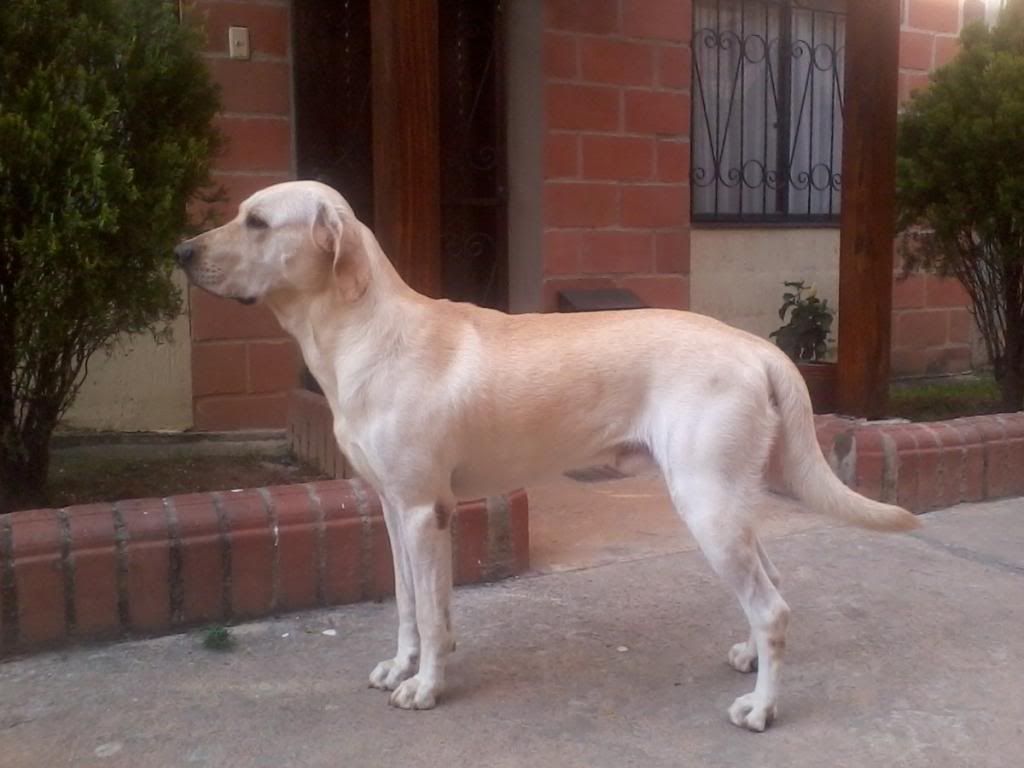 labrador-para-la-monta_MCO-F-3424007639_1120121_zpsde8a958d.jpg