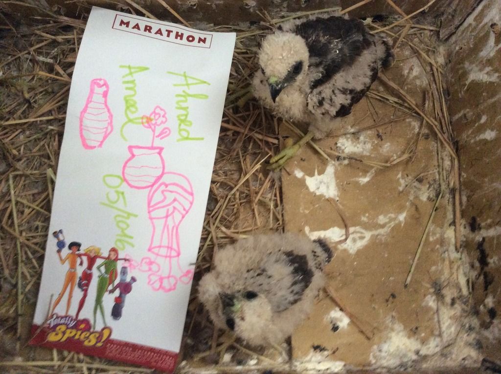 Bán vài em chim ưng, đại bàng. - 2