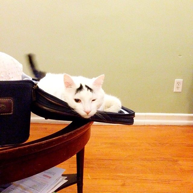 Sam The Cat With Eyebrows Sam The Cat With Eyebrows.jpg