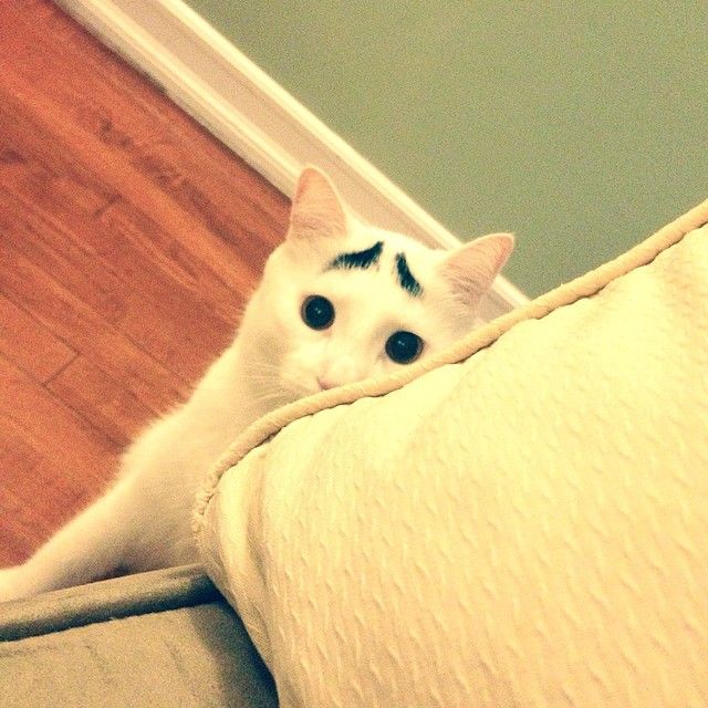 Sam The Cat With Eyebrows Sam The Cat With Eyebrows.jpg