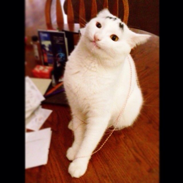 Sam The Cat With Eyebrows Sam The Cat With Eyebrows.jpg