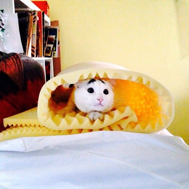 Sam The Cat With Eyebrows Sam The Cat With Eyebrows.jpg