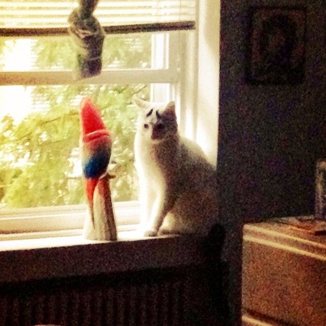 Sam The Cat With Eyebrows Sam The Cat With Eyebrows.jpg