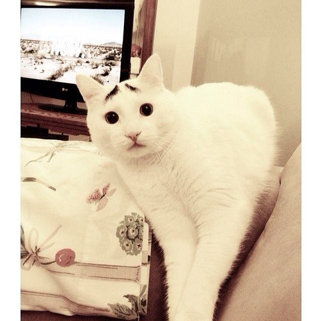 Sam The Cat With Eyebrows Sam The Cat With Eyebrows.jpg