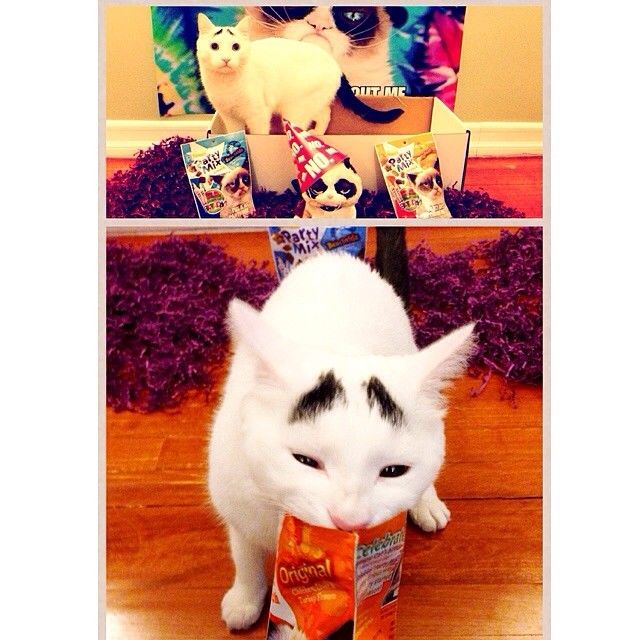 Sam The Cat With Eyebrows Sam The Cat With Eyebrows.jpg
