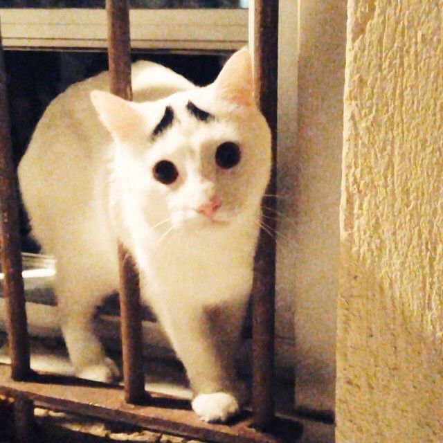 Sam The Cat With Eyebrows Sam The Cat With Eyebrows.jpg