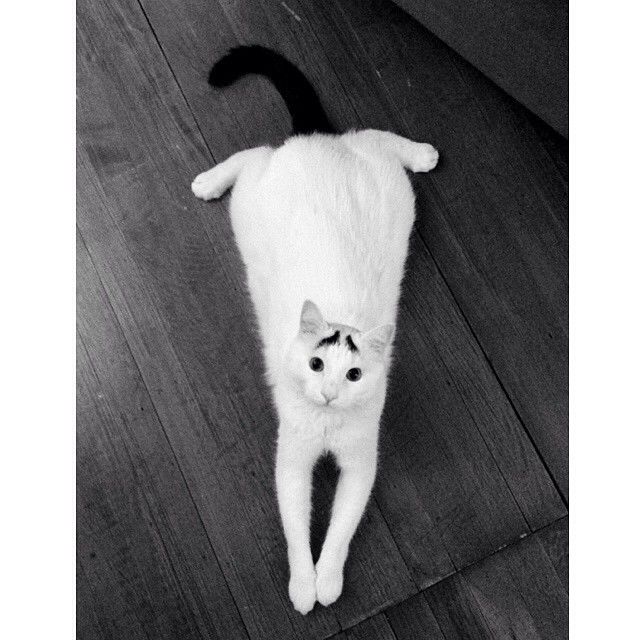 Sam The Cat With Eyebrows Sam The Cat With Eyebrows.jpg