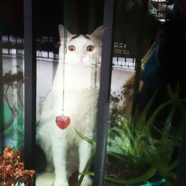 Sam The Cat With Eyebrows Sam The Cat With Eyebrows.jpg