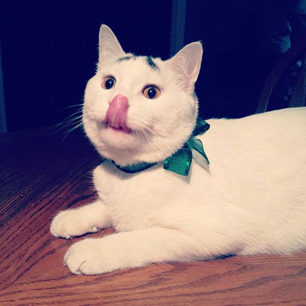 Sam The Cat With Eyebrows Sam The Cat With Eyebrows.jpg