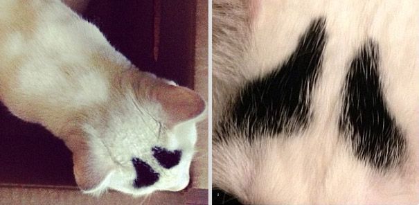 Sam The Cat With Eyebrows Sam The Cat With Eyebrows.jpg