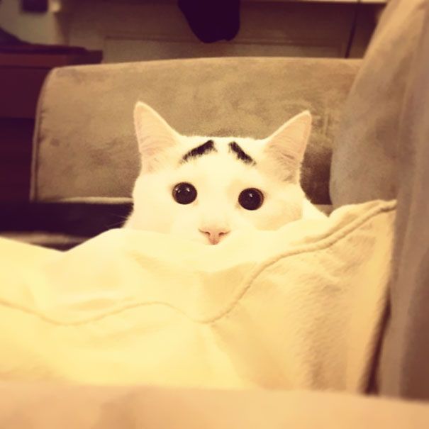 Sam The Cat With Eyebrows Sam The Cat With Eyebrows.jpg