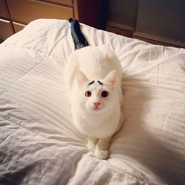 Sam The Cat With Eyebrows Sam The Cat With Eyebrows.jpg