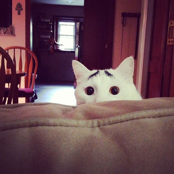 Sam The Cat With EyebrowsSam The Cat With Eyebrows jpg