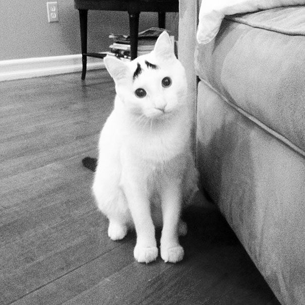 Sam The Cat With Eyebrows Sam The Cat With Eyebrows