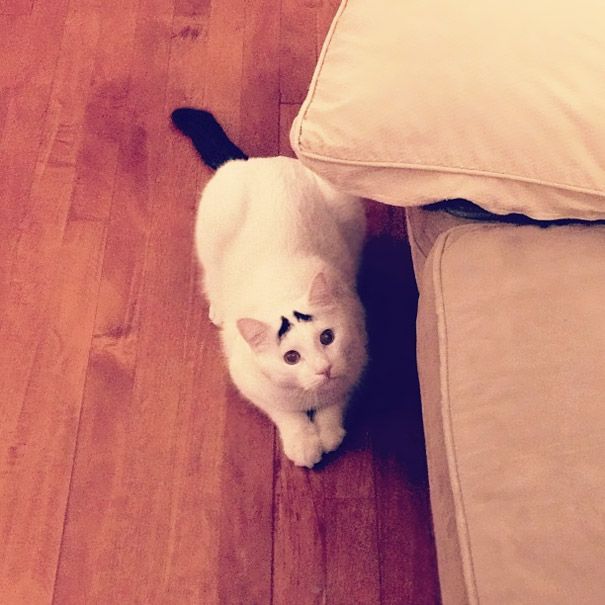 Sam The Cat With Eyebrows Sam The Cat With Eyebrows.jpg