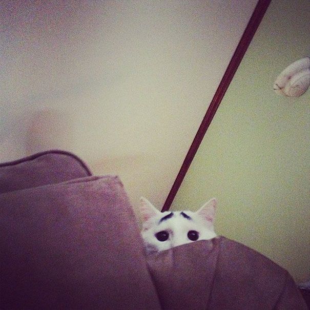 Sam The Cat With Eyebrows Sam The Cat With Eyebrows.jpg
