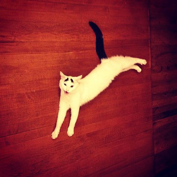 Sam The Cat With Eyebrows Sam The Cat With Eyebrows.jpg