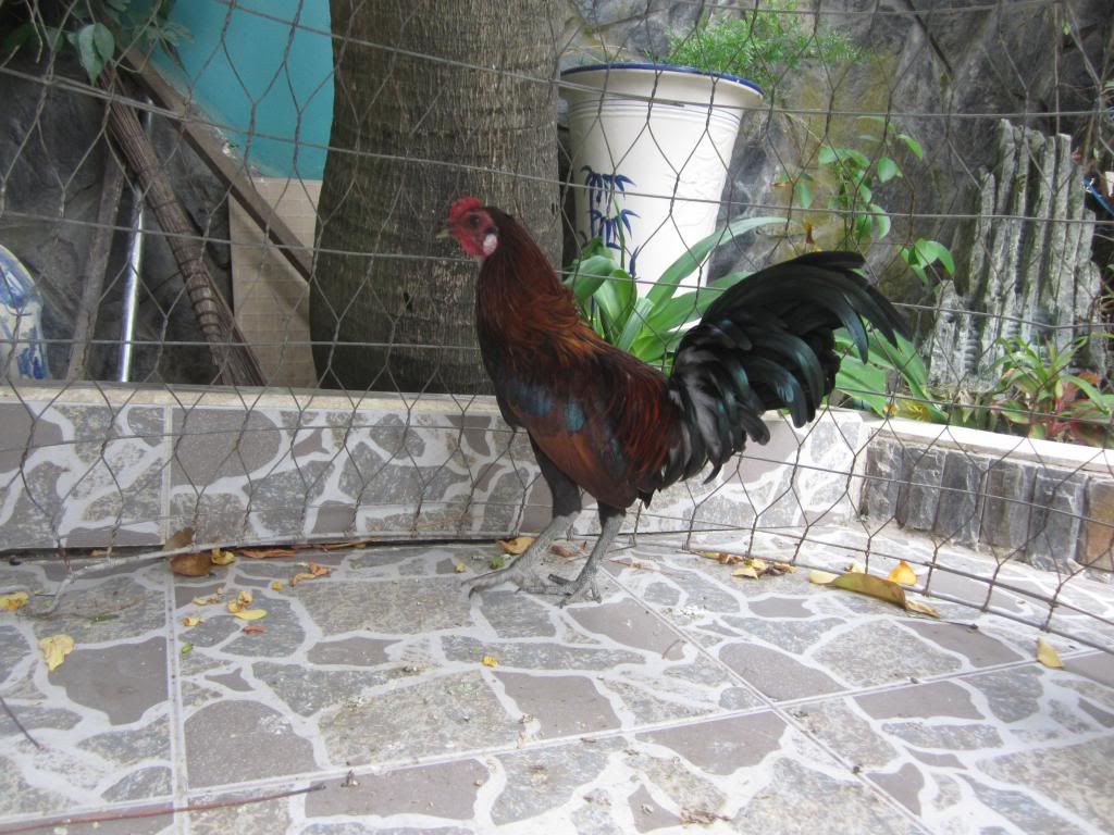 Cần thơ bán ga peru