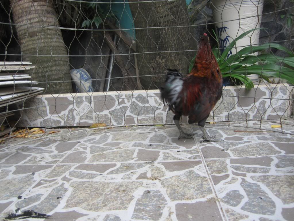 Cần thơ bán ga peru - 2