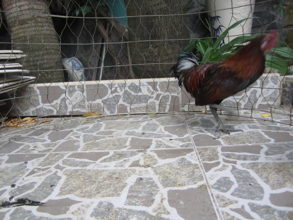 Cần thơ bán ga peru - 3