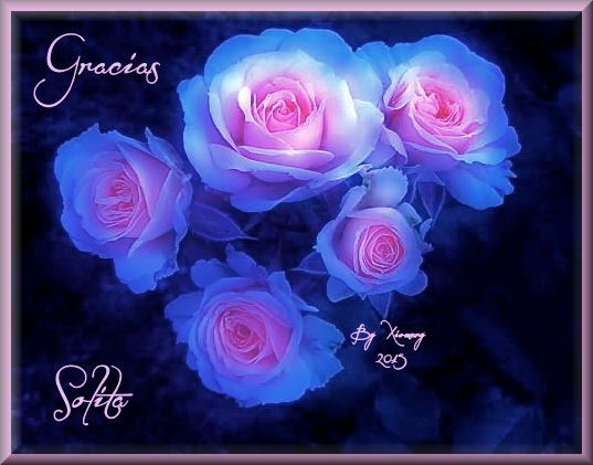  photo Awesome-light-blue-and-pink-roses-Copy8_zpsf2a0d297.jpg