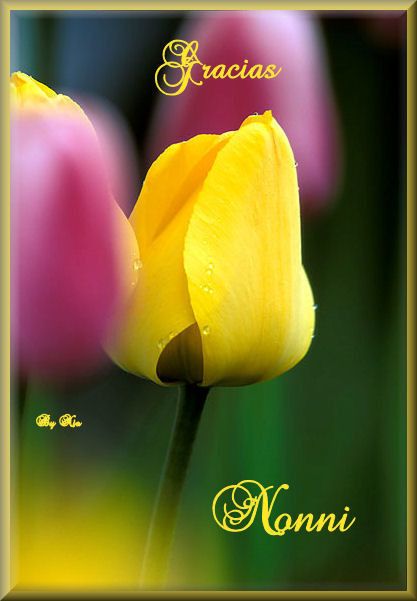  photo Yellow-Pink-Tulips - Copy 14_zpsbiyvltwo.jpg