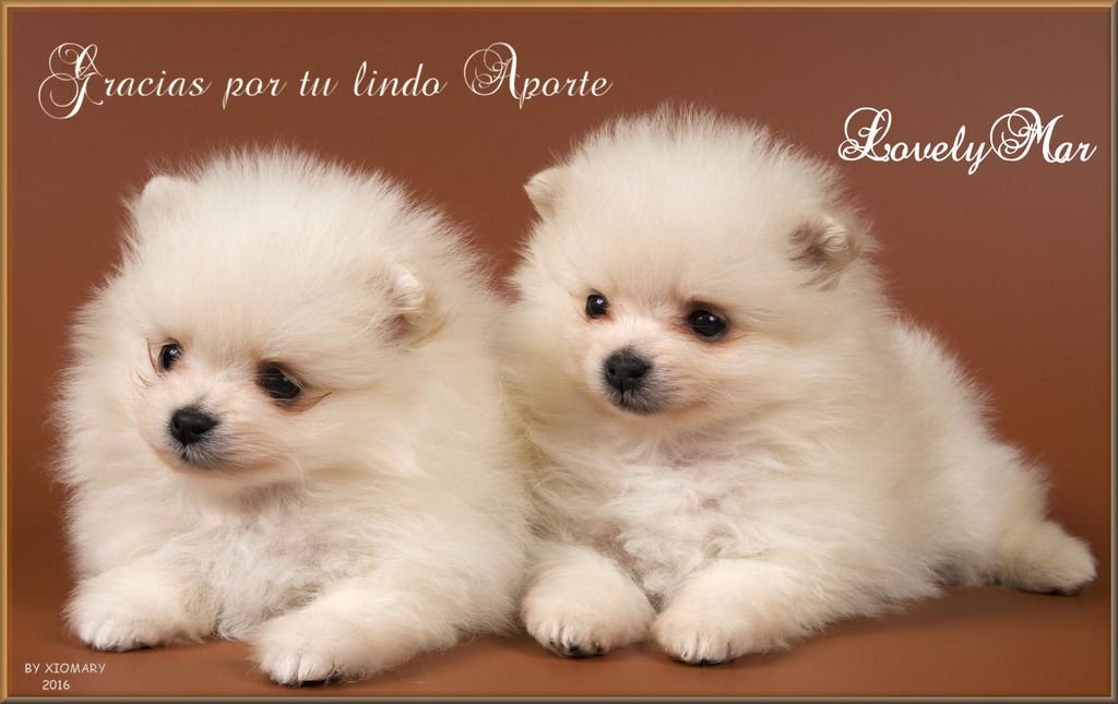  photo Pomerania-Spitz-Lulu_Imagenes-de-Perros-Pequenos - Copy_zps8atm4eax.jpg