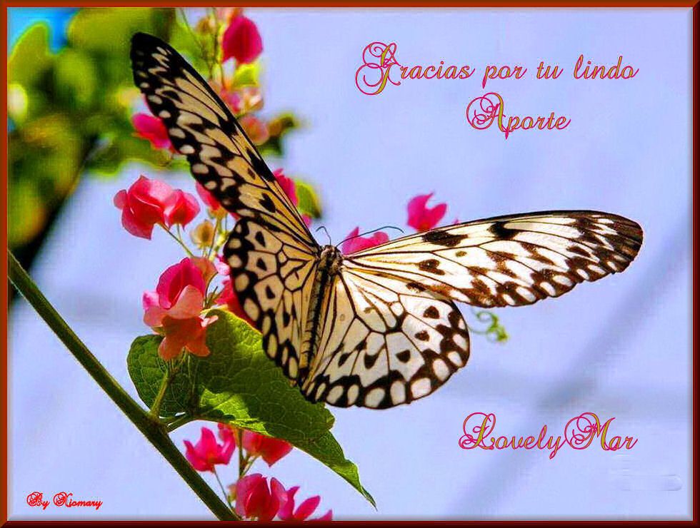  photo fotografiadefloresymariposas5_zpszdzj0mcp.jpg