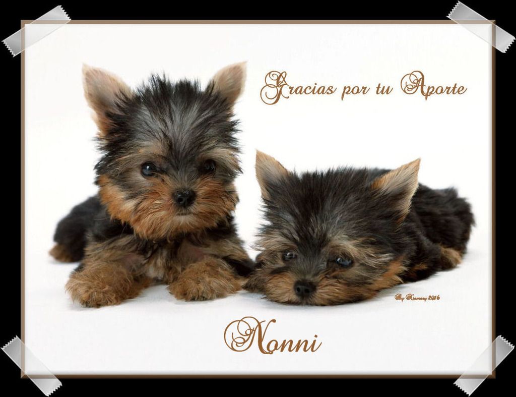  photo imaacutegenes-de-perritos-cachorros-bebe - Copy - Copy 3_zpsog1xhh1t.jpg