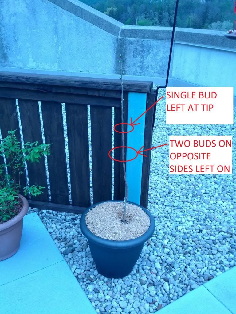  photo IMG_20140518_122357_zps3514e87f.jpg