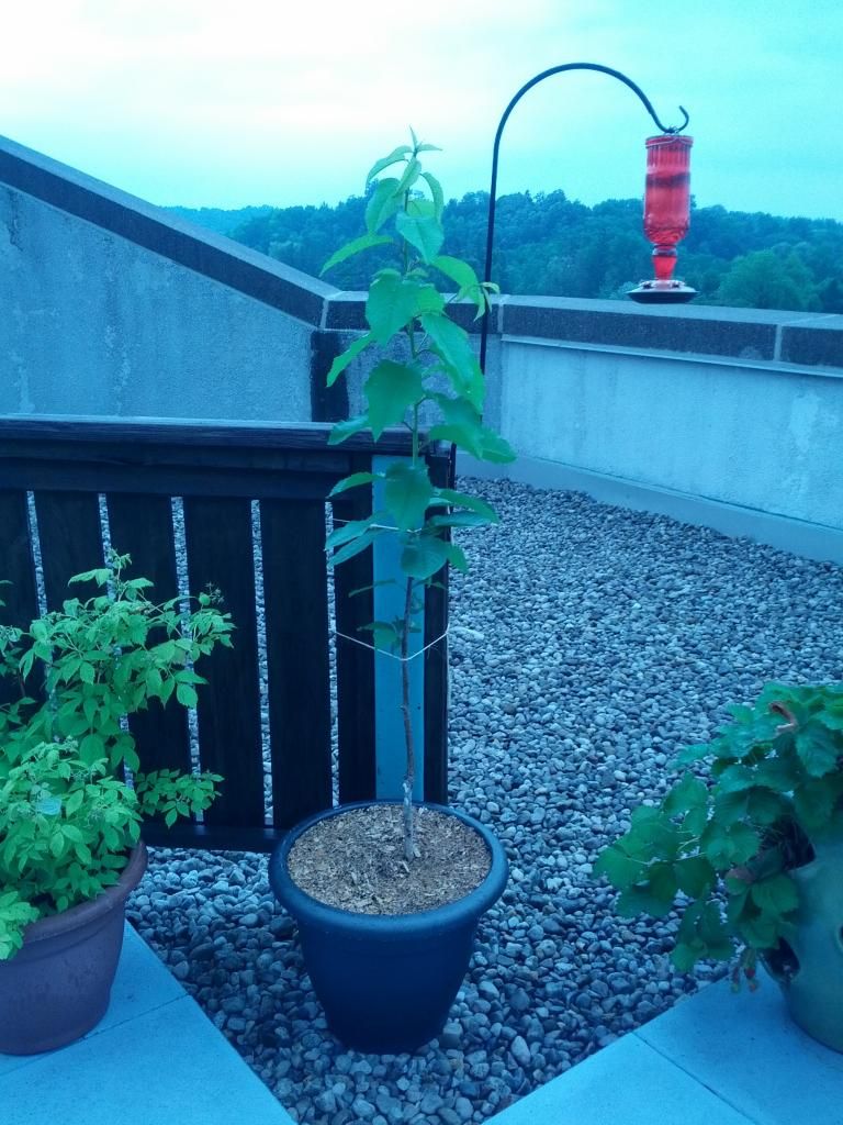  photo IMG_20140701_095415_zps73a2eb80.jpg