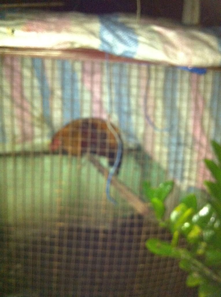 Gà tre lai ( gà diêu bông ân)