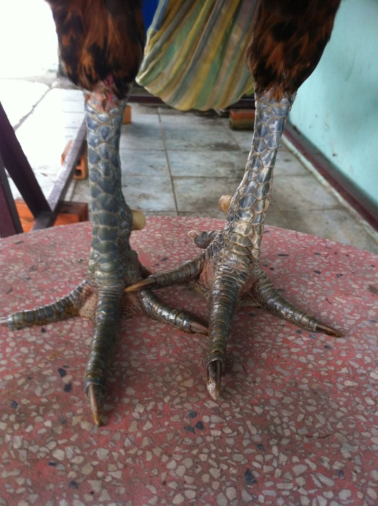 Gà tre lai ( gà diêu bông ân) - 3