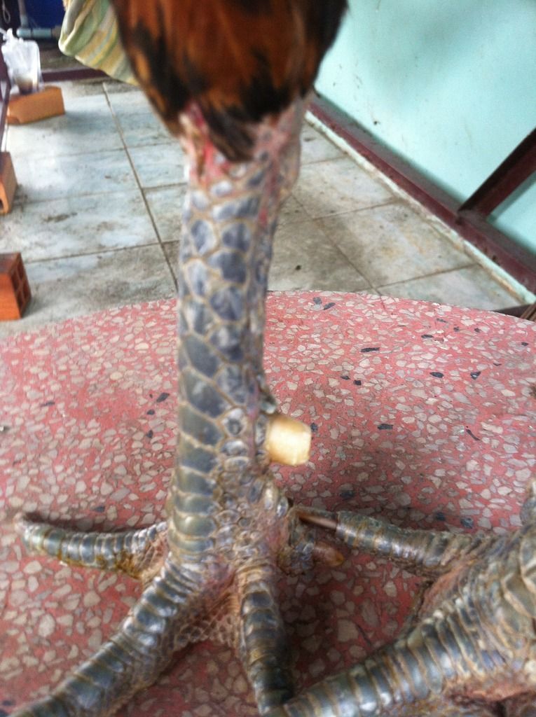 Gà tre lai ( gà diêu bông ân) - 4