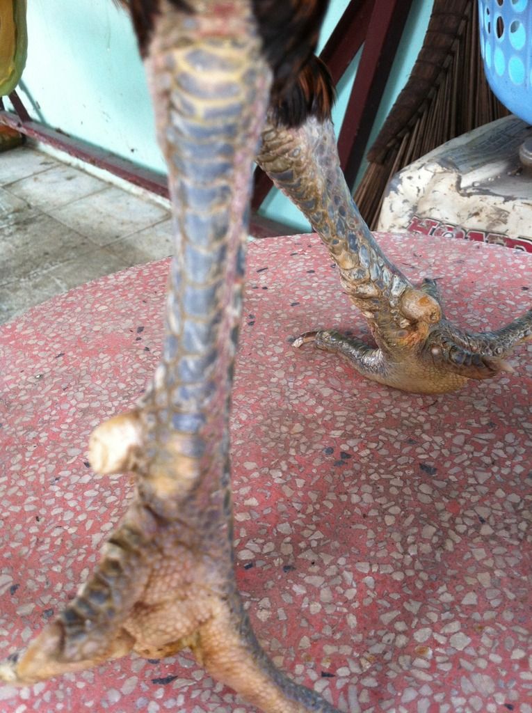 Gà tre lai ( gà diêu bông ân) - 5