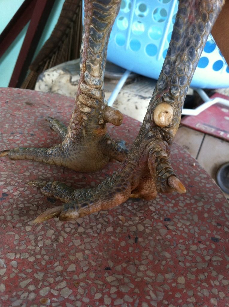 Gà tre lai ( gà diêu bông ân) - 6