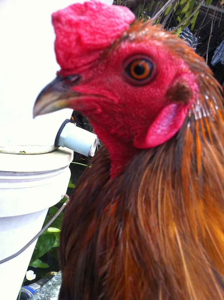 Gà tre lai ( gà diêu bông ân) - 2