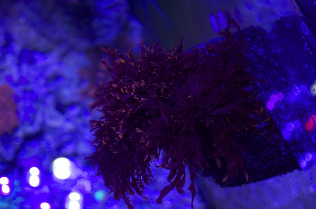 DSC_0304_zps5bbfd1eb.jpg