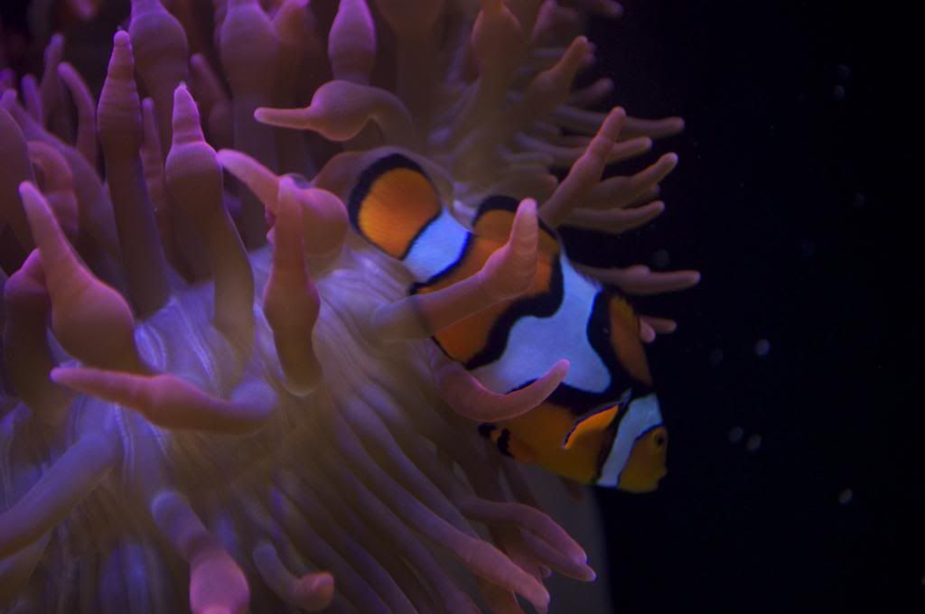 DSC_0247_zps2d4f80ef.jpg