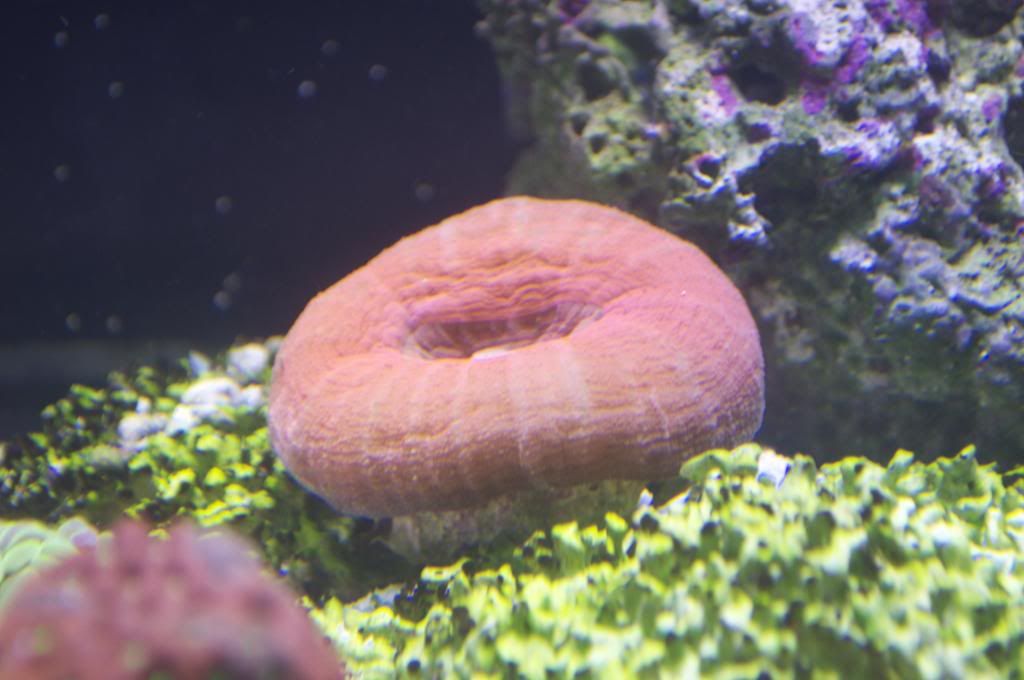DSC_0358_zps5cced5c9.jpg