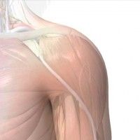 anterior shoulder