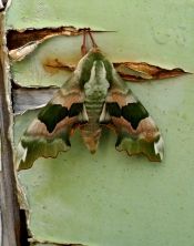 moth175_zps461aa73a.jpg