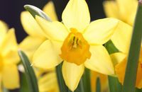 spring-flowers-daffodils-lg_A8_zpscbb05cf5.jpg