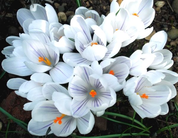 whitecrocus_zpsbl30euba.jpg