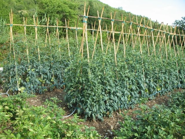 Vaso Di Piante Di Pomodoro Aloni Da Coltivare Sacchetto Di Plastica Per - Foto 8