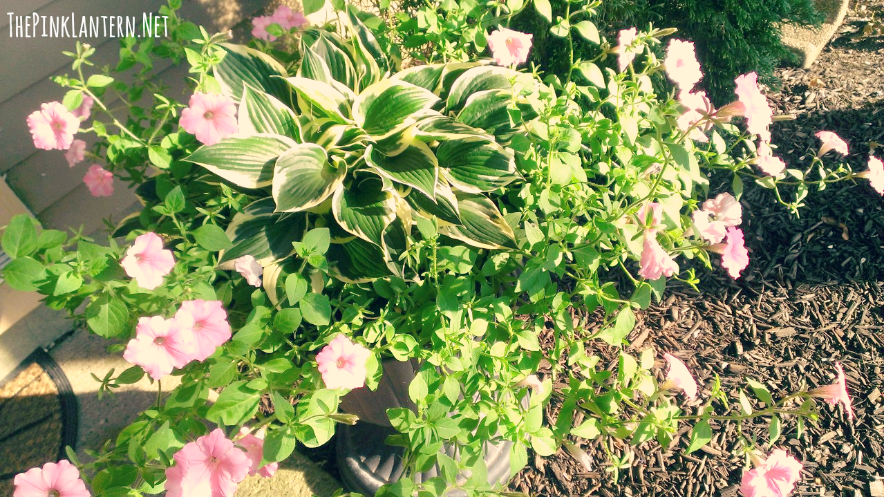 Potted Hosta with Wave Petunias