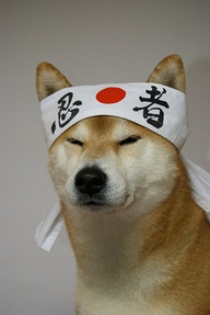 photo Hachimaki_zps589071bb.png